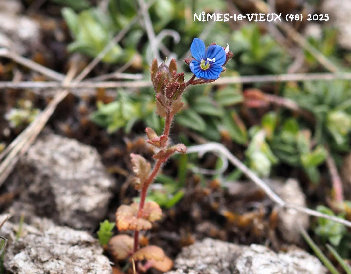 Speedwell, Early Field